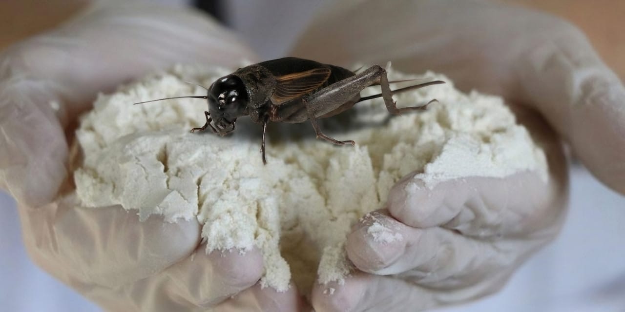 Yüzde 60 Protein ve Daha Fazla Demir İçeren Çekirge Ununun Faydaları ve Dezavantajları