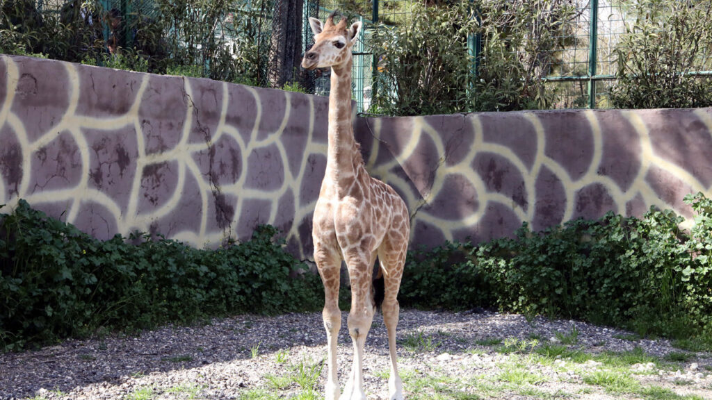 ismi-anket-ile-belirlenecek-turkiyenin-ilk-yerlisi-zurafasi-oldu-hayvanat-bahcesinin-maskotu-oldu-2vBaIytY