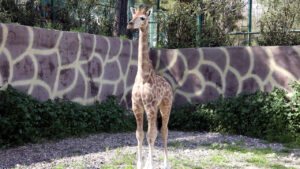 ismi-anket-ile-belirlenecek-turkiyenin-ilk-yerlisi-zurafasi-oldu-hayvanat-bahcesinin-maskotu-oldu-2vBaIytY