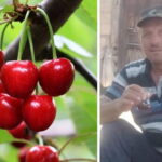 Kastamonuda kiraz yiyen cift hayatini kaybetti tarim ilaci suphesi gIOBNGG3