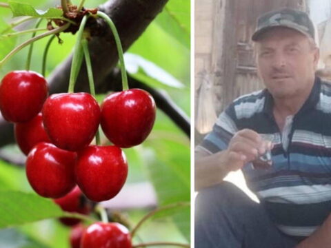 Kastamonuda kiraz yiyen cift hayatini kaybetti tarim ilaci suphesi gIOBNGG3