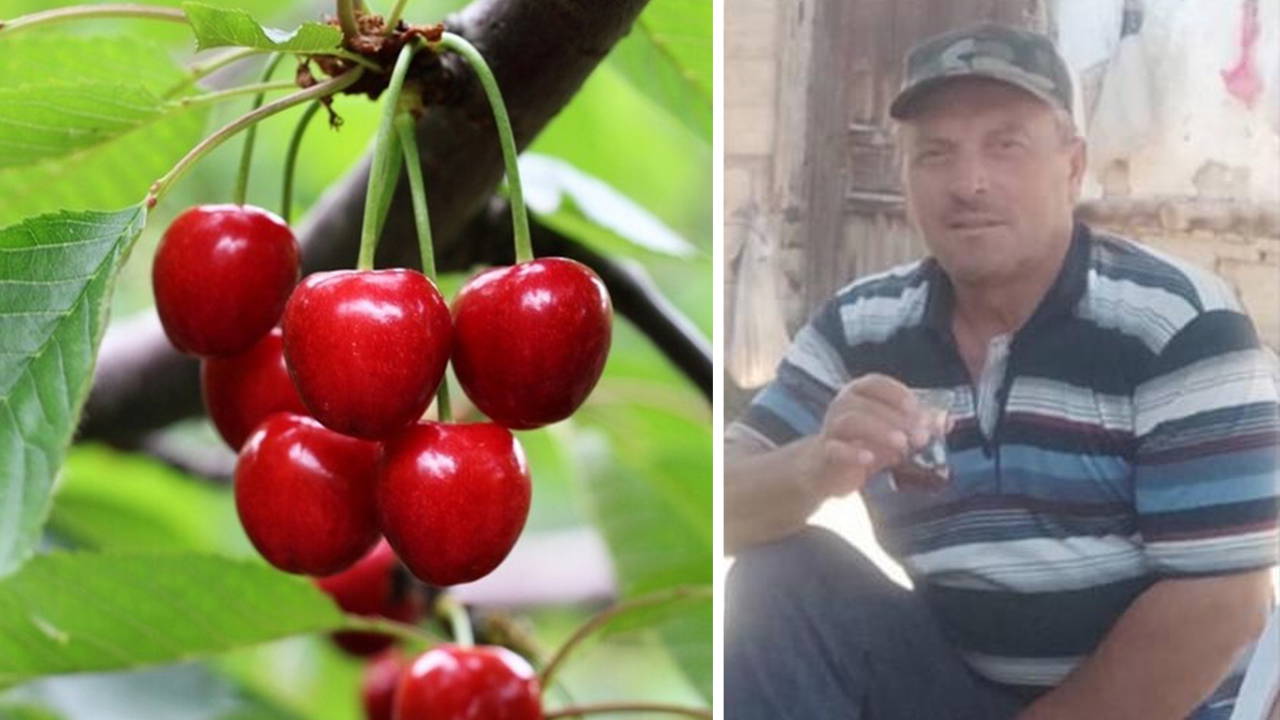 Kastamonuda kiraz yiyen cift hayatini kaybetti tarim ilaci suphesi gIOBNGG3